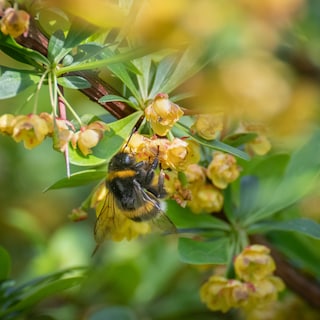 Nederlandse subsidies van ongeveer tien miljard euro schaden de natuur