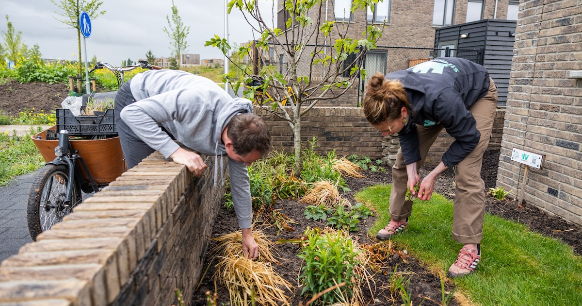 Stenen eruit, planten erin: tientallen tuinen in Zwolle en Hattem aangepakt