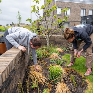 Stenen eruit, planten erin: tientallen tuinen in Zwolle en Hattem aangepakt