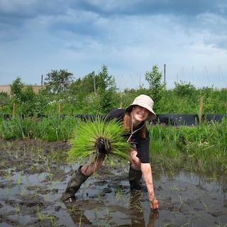 Een wapen tegen bodemdaling, een boost voor de biodiversiteit? Hollandse polderrijst!