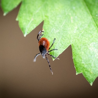 Het aantal tekenbeten ligt nu al hoger dan normaal, en het hoogseizoen moet nog beginnen
