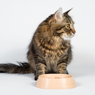 Wat is het meest duurzame voer voor je hond of kat?