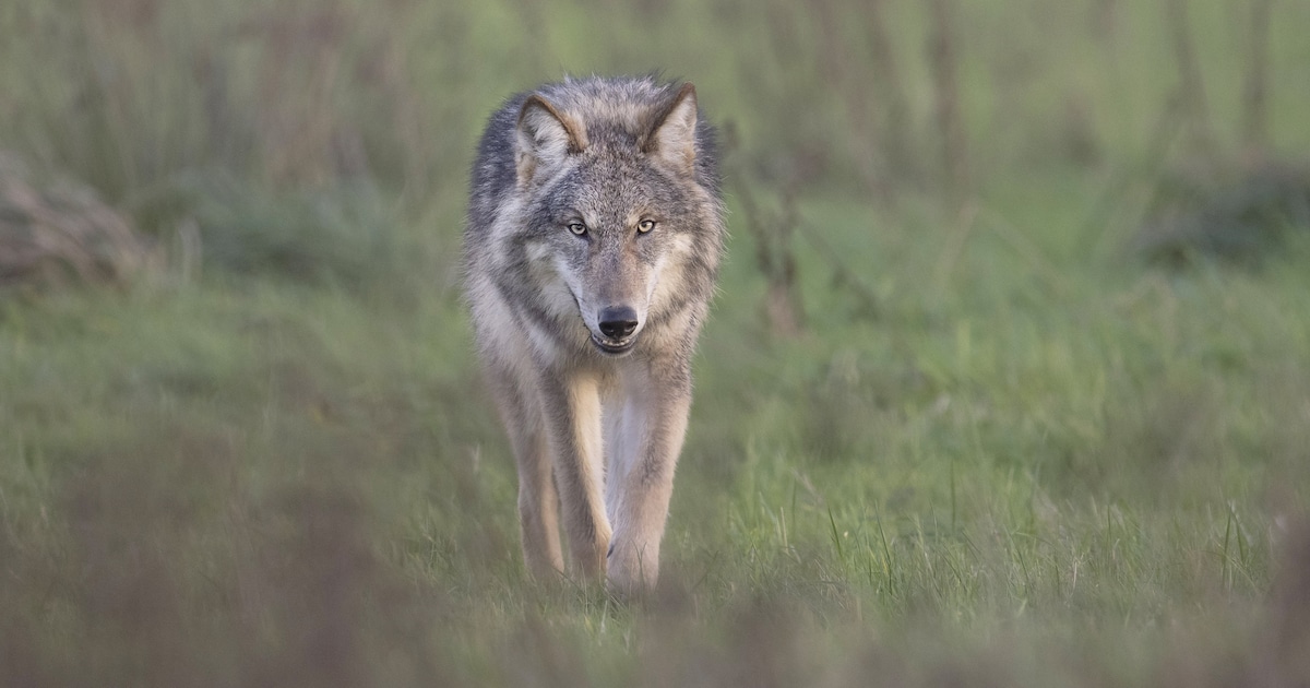 Wolvenbeleid wordt strenger, tot vreugde van provincies en tot verdriet van dierenorganisaties