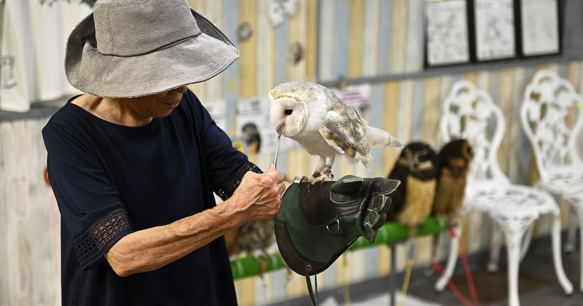 Exotische dieren aaien in een café is toch niet zo hygiënisch, ontdekt Japan