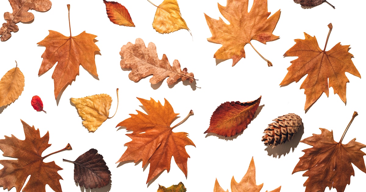 Hoe ziet het najaar eruit na deze extreme zomer? ‘De herfst verandert, maar dat kan ook mooi zijn’