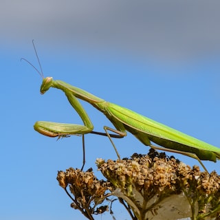 Een alienachtig insect dat eigenlijk beter bidkakkerlak had kunnen heten