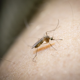 Westnijlvirus bleef bij duizenden Nederlanders onopgemerkt; virus is 'een blijvertje'