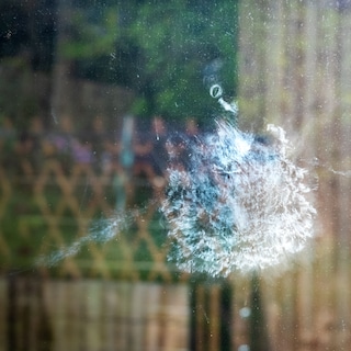Pas als je telt hoeveel vogels zich te pletter vliegen tegen gebouwen, kan er iets aan worden gedaan