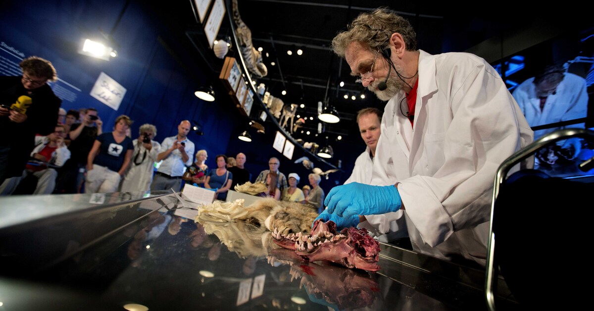 Naturalis 'voor 98 procent' zeker van wolf