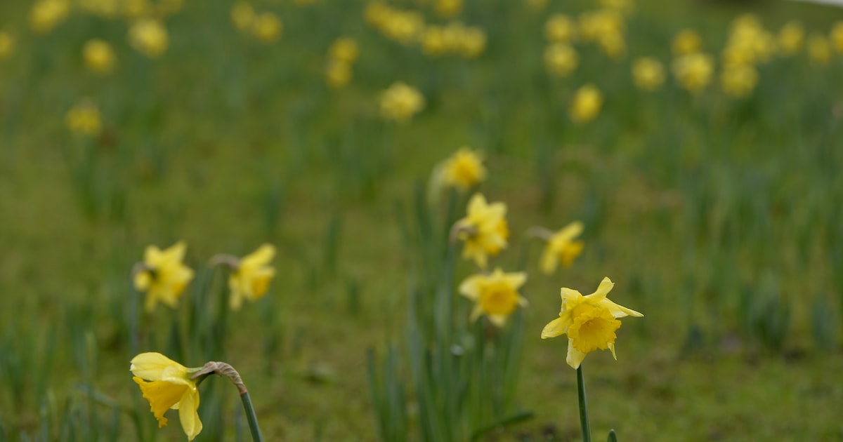 Een Nieuwe Lente En Een Nieuw Geluid Nu Ook In Het Engels Trouw