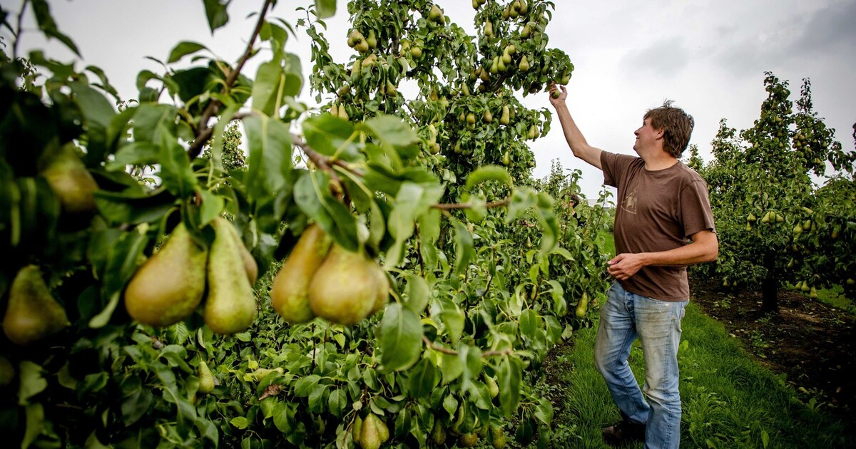 Zeeuwse kerkdienst speciaal voor Poolse fruitplukkers groot succes
