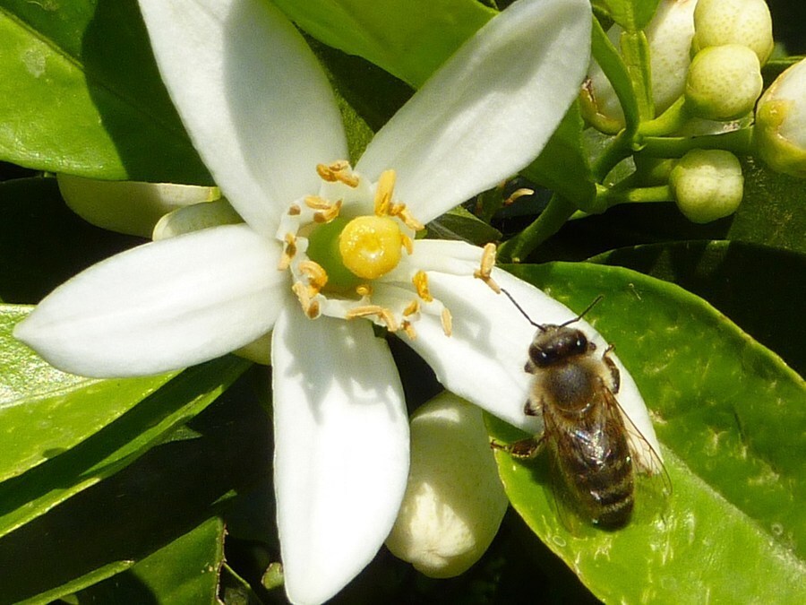 Studie bevestigt: pesticiden tasten hersenen bijen aan