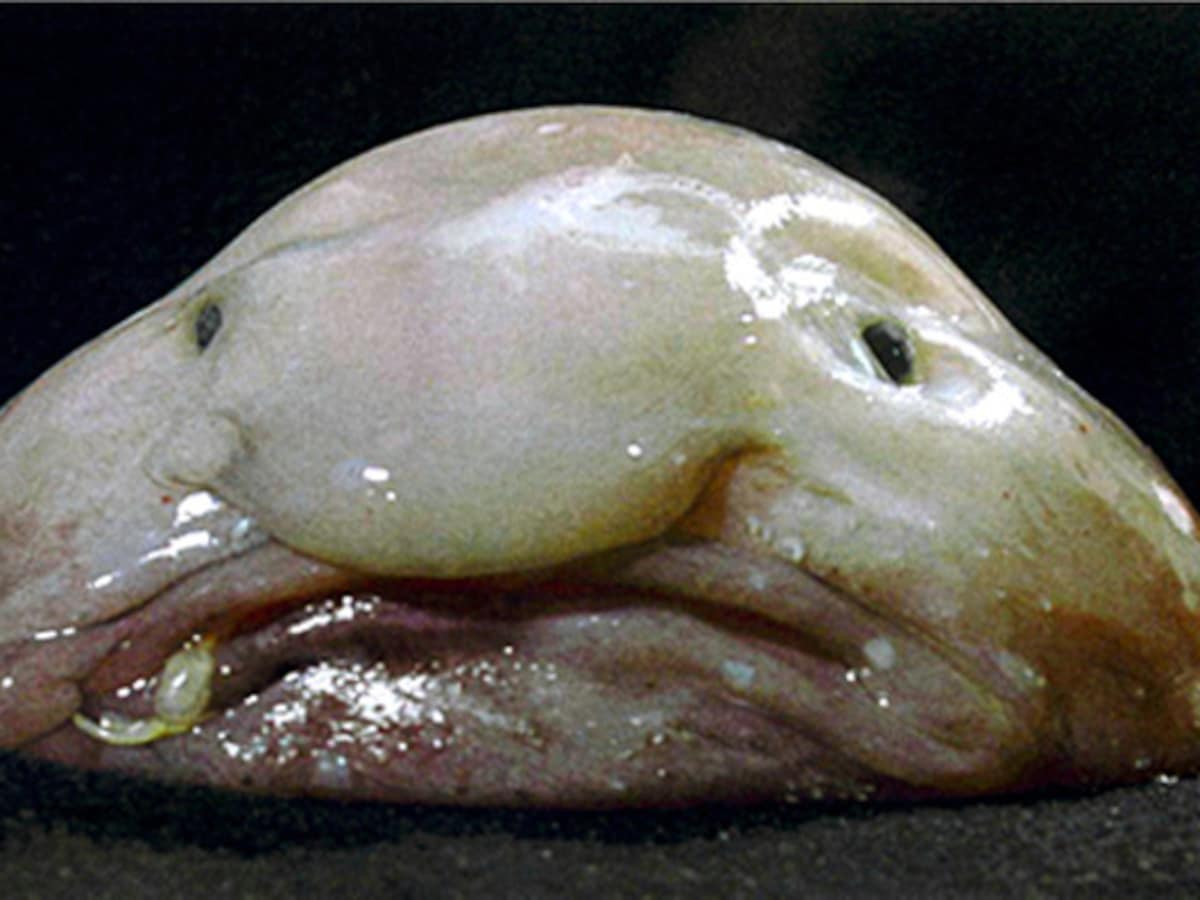 's Werelds Lelijkste Vis Blobfish