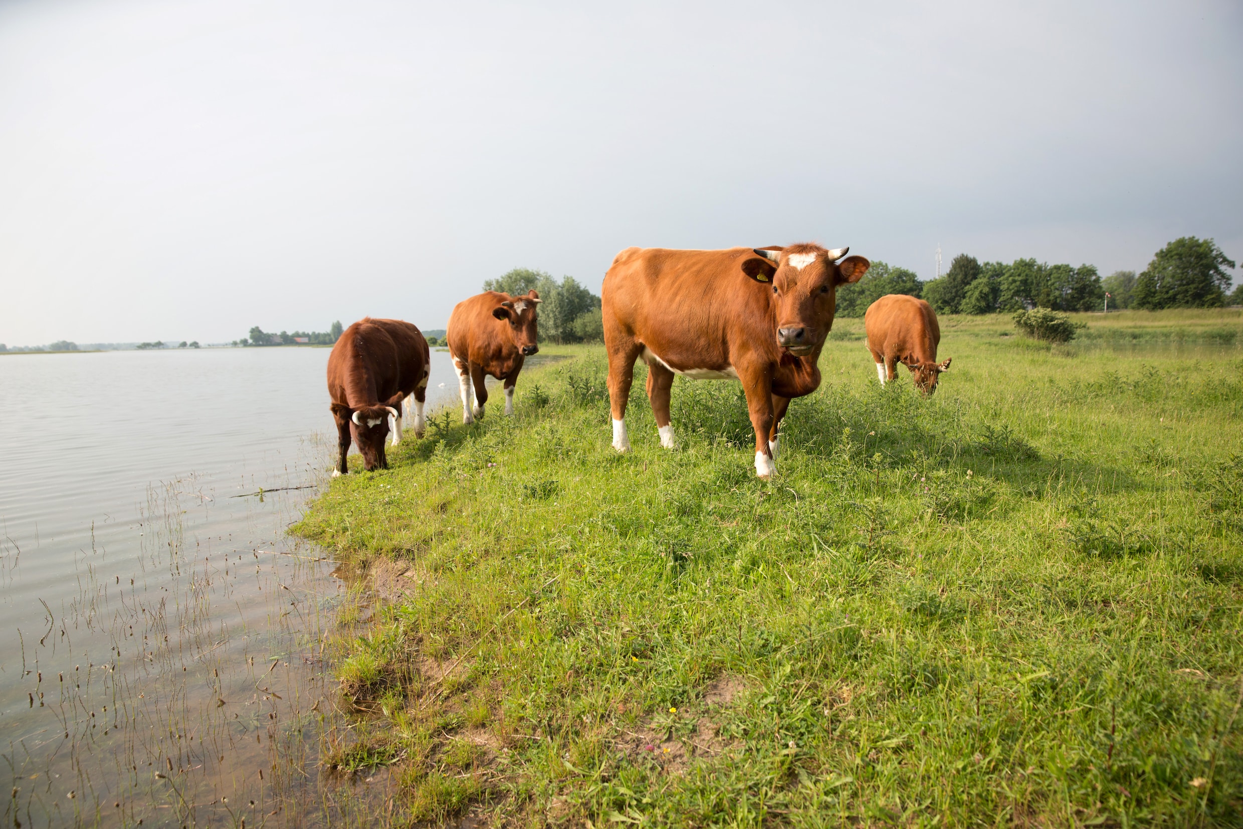 Rijkswaterstaat: stop met mest en pesticiden langs de oevers van de ...