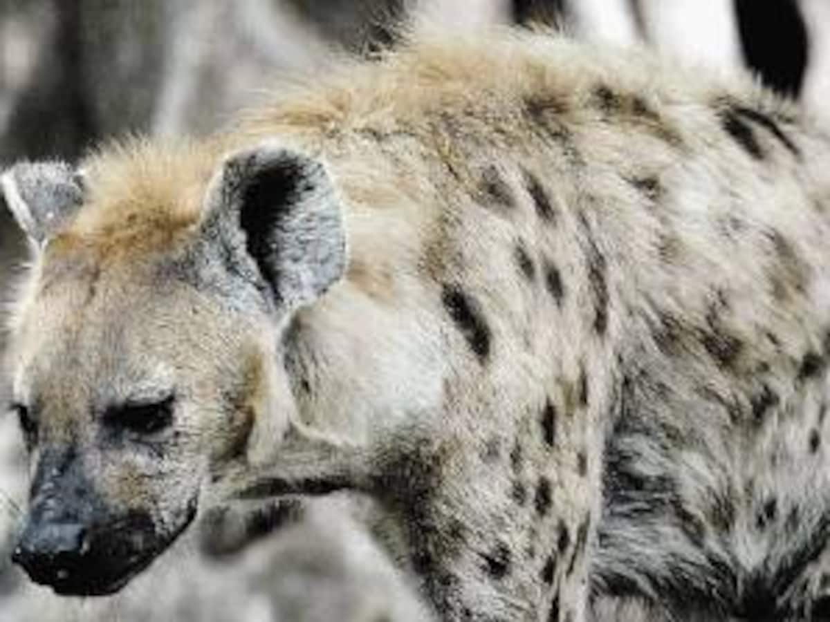 Grappige Hyena