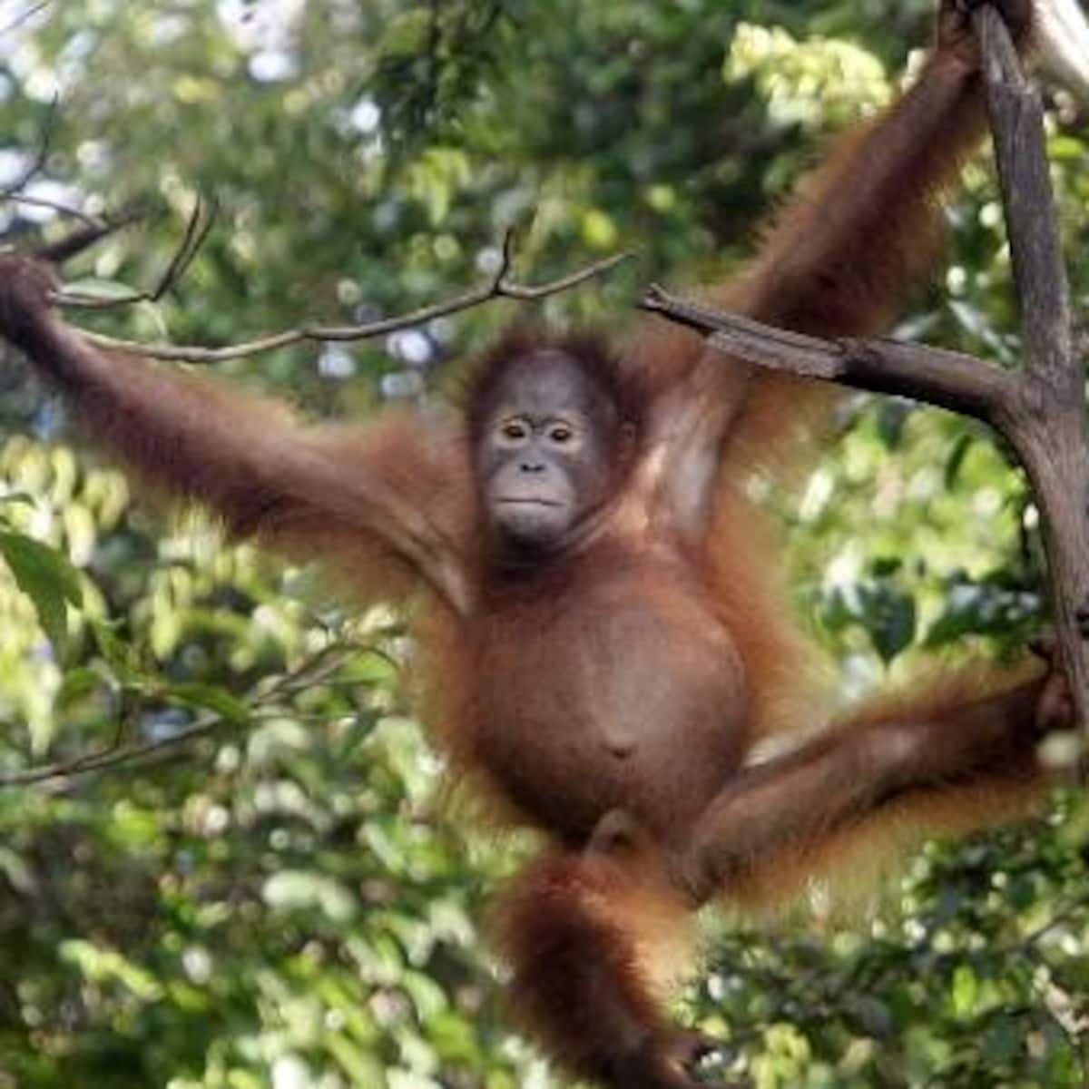 Sumatraanse Orang Oetan Versus Borneose Orang Oetan Borneo Hornbills