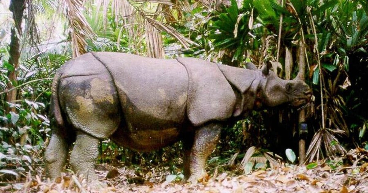 26 Javaanse neushoorns gestroopt en toch ziet Indonesië hun aantal ...