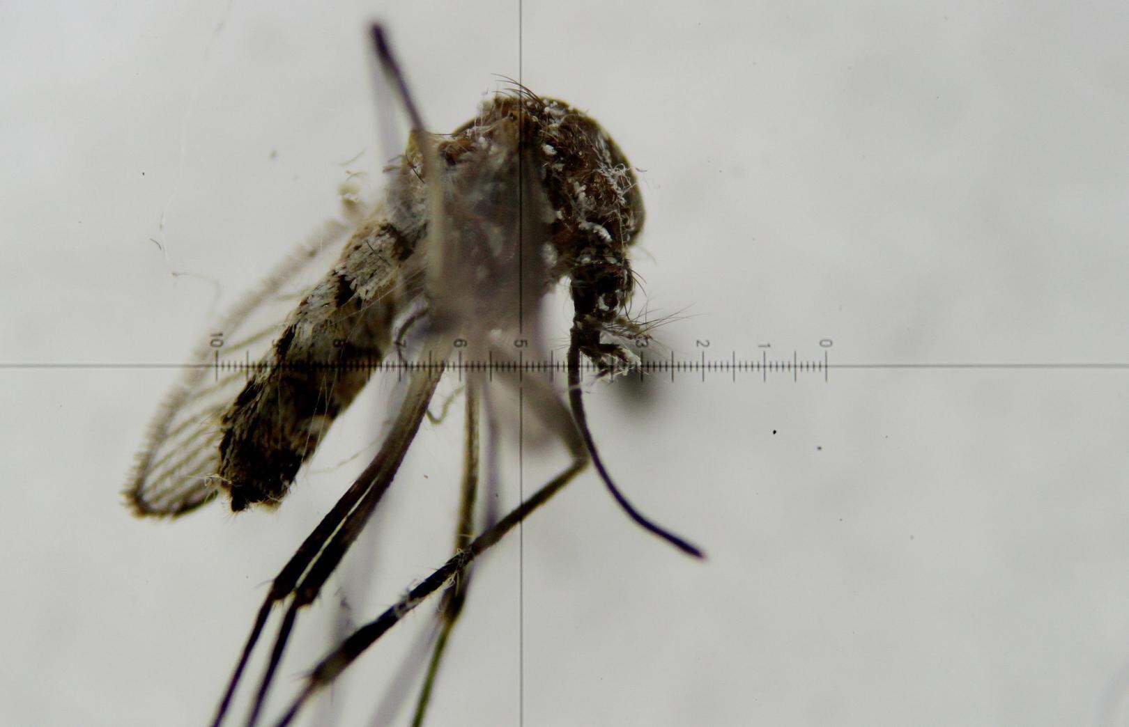 Inwoners Florida lopen zikavirus op