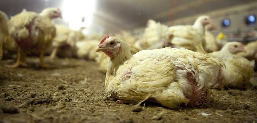 Dierenactivisten moeten snel terug in hun hok | Trouw