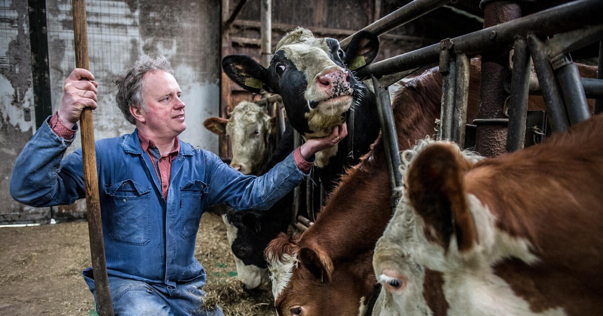 Boer Kroes doet zijn koeien weg